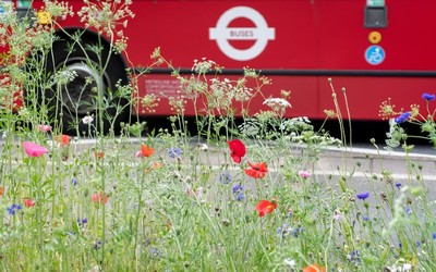 grass verge with wildflowers and bus